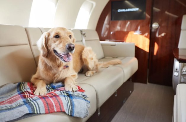 A golden retriever resting on a blanket across a private jet cabin seat